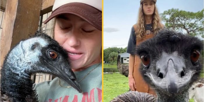 Emmanuel the Emu left fighting for his life after deadly avian flu outbreak