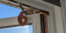 Woman woke from weekend nap to find three-foot long snake at her open bedroom window