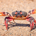 Dad eats live crab in revenge after it bit his daughter – but crustacean has last laugh