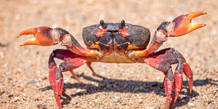 Dad eats live crab in revenge after it bit his daughter – but crustacean has last laugh