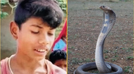 Cobra dies after being bitten by eight-year-old boy