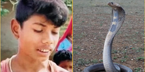 Cobra dies after being bitten by eight-year-old boy