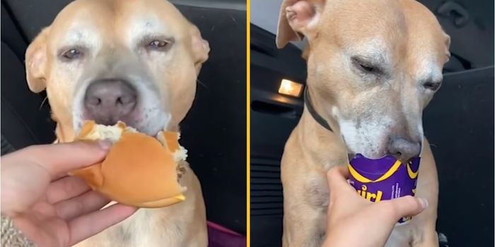 Dog tries cheeseburger for first time on last day on earth