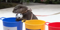 Taiyo the otter predicts World Cup results with frightening accuracy