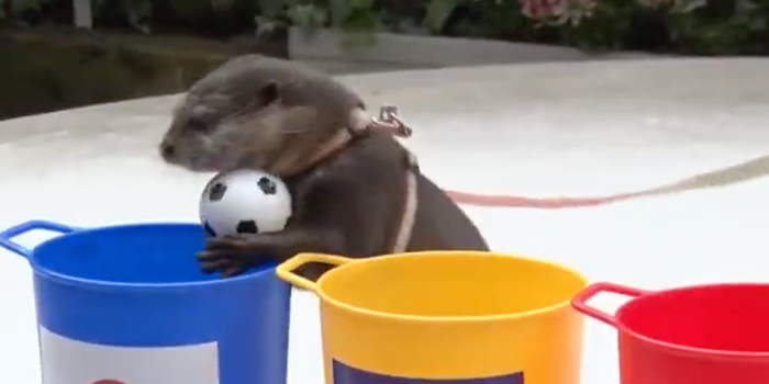 Clairvoyant otter predicted Japan's World Cup win over Germany