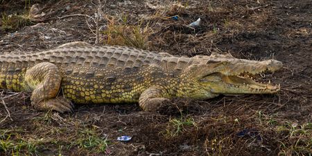 Boy, 1, eaten alive by 11-foot crocodile in front of dad on fishing trip
