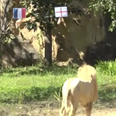 Psychic lion predicts outcome of England vs France World Cup clash