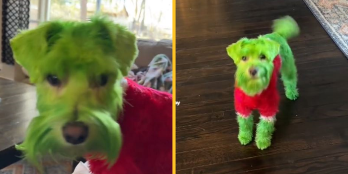 Woman dyes dog green so he looks like the Grinch