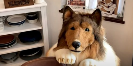 Man who spent more than £12,000 to become a dog is worried his friends might think he’s ‘weird’