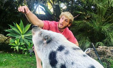Pet pig that used to belong to Logan Paul found ‘abandoned in life-threatening condition’