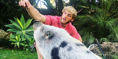Pet pig that used to belong to Logan Paul found ‘abandoned in life-threatening condition’