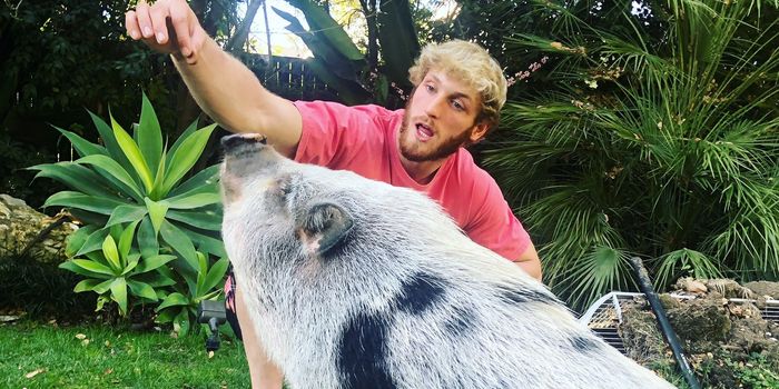 Logan Paul's pet pig found abandoned