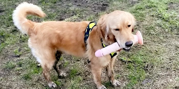 Dog leaves owner in fits of laughter after finding a huge sex toy instead of a stick