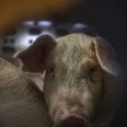 Pig kills butcher at slaughterhouse after waking up in a fit of rage