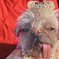 Britain’s ugliest dog crowned as judges claim they’ve discovered ‘a star’