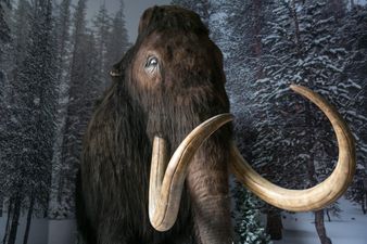 Company given $225 million to bring dodo and woolly mammoth back to life
