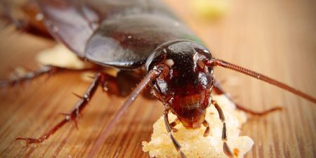 Zoo offers people the chance to name a cockroach after their ex this Valentine’s Day