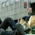I Am Legend sequel starring original cast officially in the works