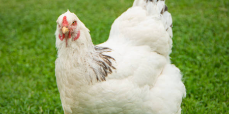 Man dies after ‘absolutely brutal’ attack by chicken