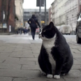 Fat-cat becomes city’s top-rated tourist attraction – with purrfect 5-star rating