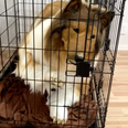 Man who spent £12,500 to become a dog has now bought himself a huge cage