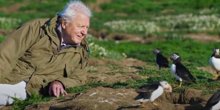 David Attenborough’s new show is likely to be his last on location