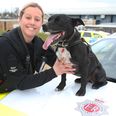 Retired police dog named as country’s top hero dog at Crufts