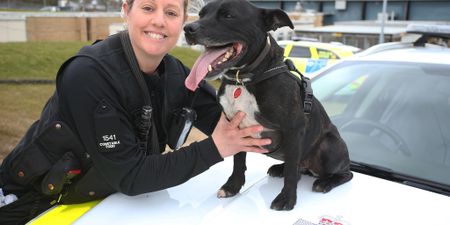 Retired police dog named as country’s top hero dog at Crufts