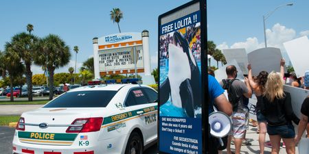 Orca to be set free after spending past 50 years in Miami aquarium