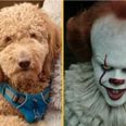 Owner left fuming after fluffy dog comes back from groomer ‘looking like Pennywise’