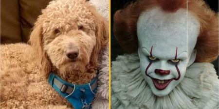 Owner left fuming after fluffy dog comes back from groomer ‘looking like Pennywise’