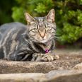 Cat owners face £500 fine under new law