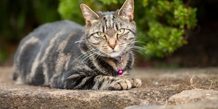 Cat owners face £500 fine under new law