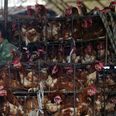 First human death from H3N8 bird flu recorded in China