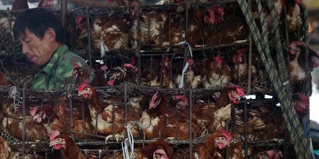 First human death from H3N8 bird flu recorded in China