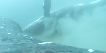Humpback whales enjoy ‘spa’ time together on the ocean floor