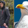 Sunderland man who abused seagull due to be sentenced