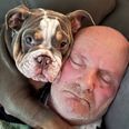 Bulldog pup ‘saves owner’s life’ by chewing his toe to the bone while he was asleep