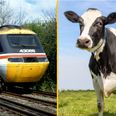 Man killed by cow after it was hit by train and flung 100ft while he was urinating