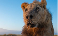 ‘World’s oldest lion’ dies after being speared to death in wildlife park
