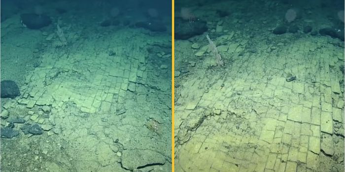 Scientists find 'yellow brick road' at bottom of Pacific Ocean