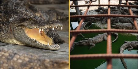 Crocodile farmer torn to pieces after falling into enclosure