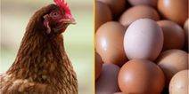 Scientists think they’ve cracked the question of what came first, the chicken or the egg?