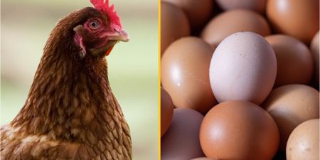 Scientists think they’ve cracked the question of what came first, the chicken or the egg?