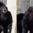 Heartwarming footage shows moment chimp gazes in awe at open sky