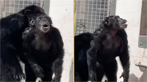 Vanilla the chimp sees open sky for the first time