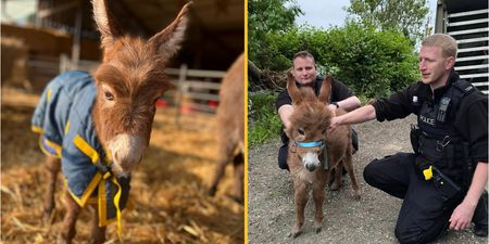Stolen baby donkey found and reunited with her mum