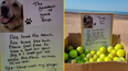 Free tennis balls left on beach to honour the ‘goodest of good boys’