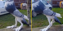 ‘Mutant pigeon’ with giant feet is leaving people seriously disturbed