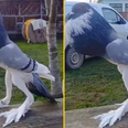 ‘Mutant pigeon’ with giant feet is leaving people seriously disturbed